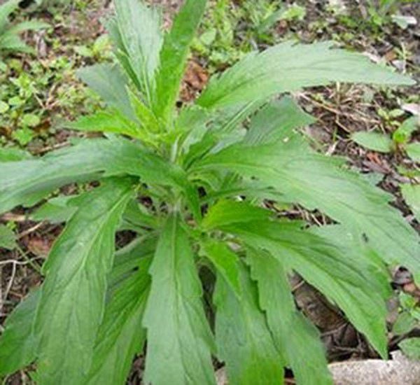 魚膽草的功效與作用